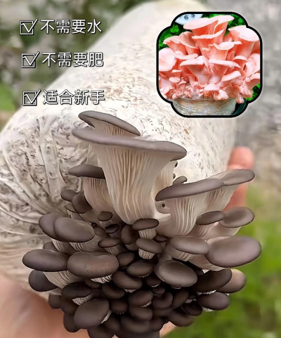 蘑菇栽培,新手入门,轻松上手 蘑菇栽培,新手入门,轻松上手