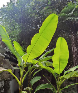 芭蕉树怎么防治,常见病害识别,有效处理方法 芭蕉树怎么防治,常见病害识别,有效处理方法