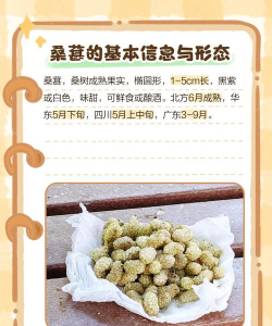 桑树的栽培,掌握关键步骤,轻松收获果实 桑树的栽培,掌握关键步骤,轻松收获果实