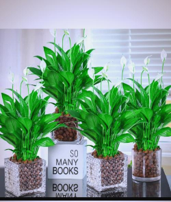 一帆风顺花怎么养乌龟,新手入门指南,常见问题解答 一帆风顺花怎么养乌龟,新手入门指南,常见问题解答