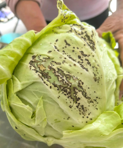 甘蓝树病害防治,识别常见问题,掌握应对方法 甘蓝树病害防治,识别常见问题,掌握应对方法