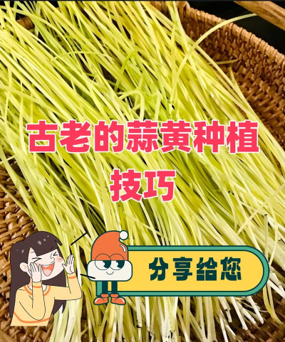 蒜黄的栽培,掌握关键步骤,轻松收获鲜嫩美味 蒜黄的栽培,掌握关键步骤,轻松收获鲜嫩美味