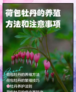 荷包花怎么养,新手入门指南,轻松掌握养护技巧 荷包花怎么养,新手入门指南,轻松掌握养护技巧
