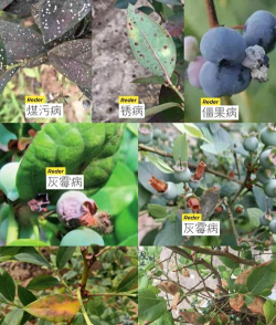 蓝莓树怎样防治,常见病害识别,有效应对方法 蓝莓树怎样防治,常见病害识别,有效应对方法