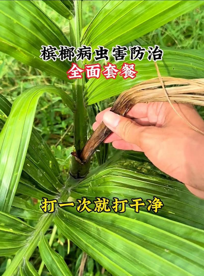 槟榔树防治用药,常见问题解答,实用操作指南 槟榔树防治用药,常见问题解答,实用操作指南