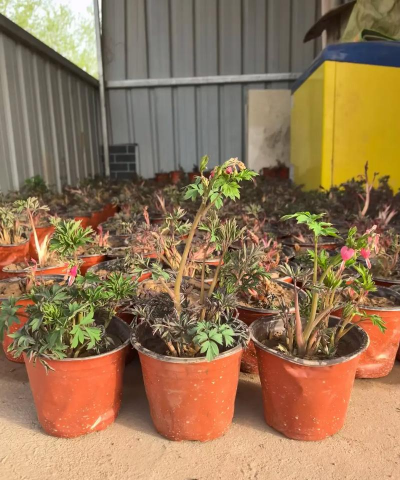 荷包花怎么养,掌握关键技巧,轻松爆盆开花 荷包花怎么养,掌握关键技巧,轻松爆盆开花