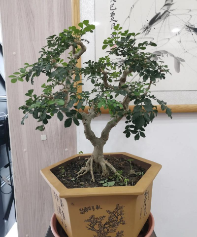 狗儿树防治,常见问题,实用方法 狗儿树防治,常见问题,实用方法