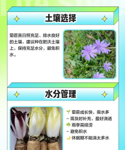 菊苣的栽培技术,掌握关键步骤,轻松收获优质蔬菜 菊苣的栽培技术,掌握关键步骤,轻松收获优质蔬菜