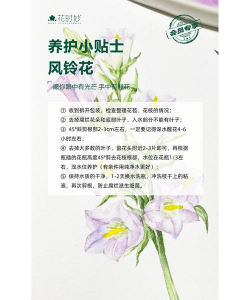 风铃花怎么养指甲,新手常见问题,实用养护技巧 风铃花怎么养指甲,新手常见问题,实用养护技巧