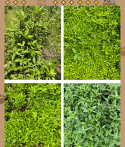 龙胆草栽培技术,选对方法,轻松上手 龙胆草栽培技术,选对方法,轻松上手