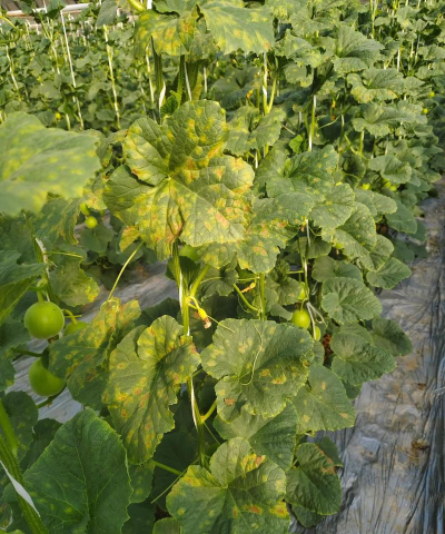 甜瓜树病害防治,常见问题识别,有效应对方法 甜瓜树病害防治,常见问题识别,有效应对方法