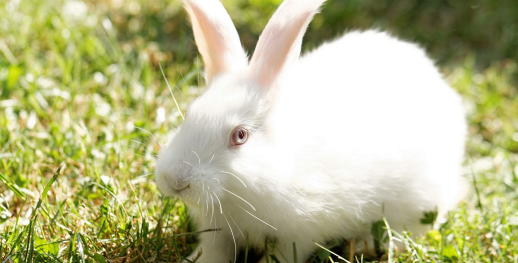 康乃馨花怎么养兔子,常见误区解析,实用喂养指南 康乃馨花怎么养兔子,常见误区解析,实用喂养指南