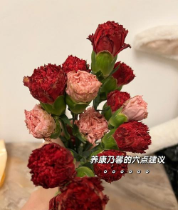康乃馨花怎么养仓鼠,新手常犯错误,正确饲养指南 康乃馨花怎么养仓鼠,新手常犯错误,正确饲养指南