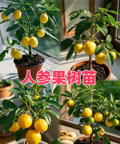 果苗的栽培,选对品种,掌握技巧 果苗的栽培,选对品种,掌握技巧