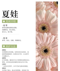 扶郎花怎么养,掌握关键技巧,轻松养出好状态 扶郎花怎么养,掌握关键技巧,轻松养出好状态