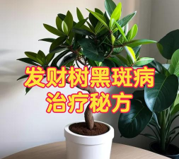 树黑粉病怎么防治,识别早期症状,采取有效方法 树黑粉病怎么防治,识别早期症状,采取有效方法