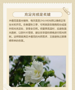 木槿花怎么养头发,天然护发秘诀,简单实用方法 木槿花怎么养头发,天然护发秘诀,简单实用方法