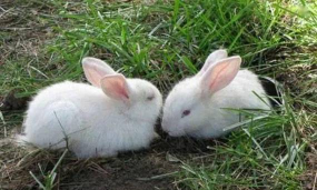 海棠花怎么养兔子,常见疑问,解决方向 海棠花怎么养兔子,常见疑问,解决方向