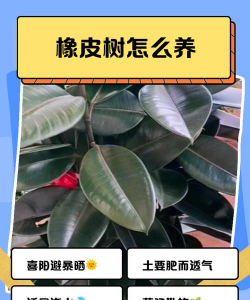 橡皮树栽培,选对方法,轻松养活 橡皮树栽培,选对方法,轻松养活