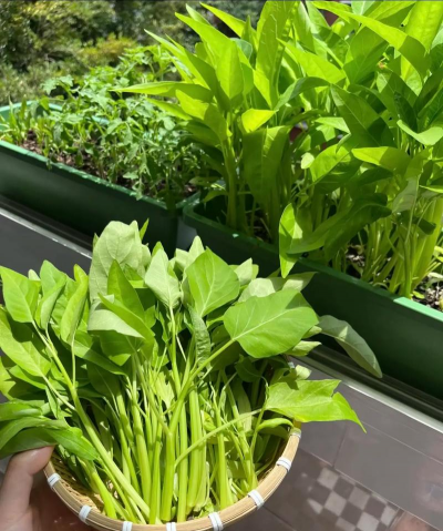 空心菜栽培,轻松上手,快速收获 空心菜栽培,轻松上手,快速收获