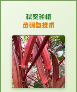 秋葵栽培种植技术,掌握关键步骤,轻松收获高产 秋葵栽培种植技术,掌握关键步骤,轻松收获高产