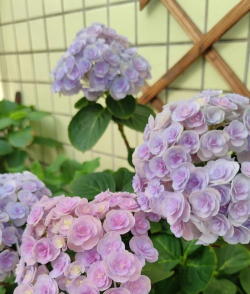 绣球花怎么养好皮肤,掌握正确方法,轻松拥有好气色 绣球花怎么养好皮肤,掌握正确方法,轻松拥有好气色