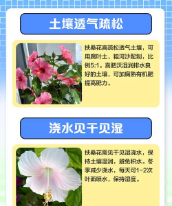 扶桑花怎么养头发,改善发质问题,日常护理技巧 扶桑花怎么养头发,改善发质问题,日常护理技巧