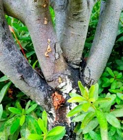 楠木树虫害防治,识别常见虫害,掌握有效方法 楠木树虫害防治,识别常见虫害,掌握有效方法