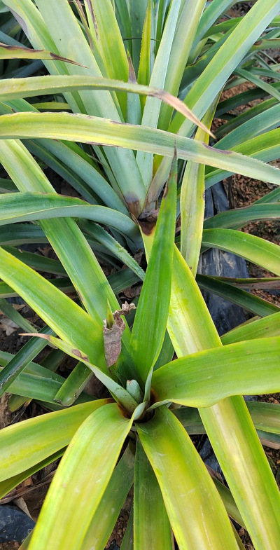 树菠萝病虫防治,常见问题,实用方法 树菠萝病虫防治,常见问题,实用方法