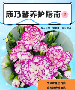 康乃馨花怎么养头发,常见疑问,解决方向 康乃馨花怎么养头发,常见疑问,解决方向