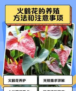 火鹤花怎么养肝,常见疑问,解决方向 火鹤花怎么养肝,常见疑问,解决方向