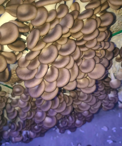 秀珍菇的栽培,掌握关键步骤,轻松收获美味 秀珍菇的栽培,掌握关键步骤,轻松收获美味