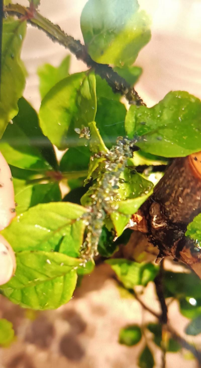 花椒树防治害虫,常见虫害识别,有效防治方法 花椒树防治害虫,常见虫害识别,有效防治方法