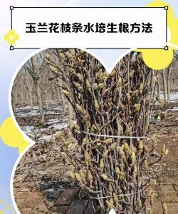玉兰花怎样栽培,掌握关键步骤,轻松养出繁花满树 玉兰花怎样栽培,掌握关键步骤,轻松养出繁花满树