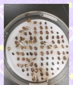 锯末栽培,轻松上手,家庭种植新选择 锯末栽培,轻松上手,家庭种植新选择