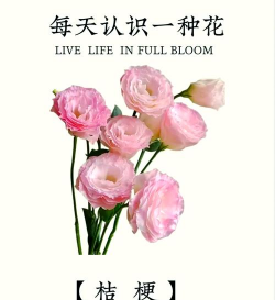 桔梗花怎么养好皮肤,了解正确方法,避免常见误区 桔梗花怎么养好皮肤,了解正确方法,避免常见误区