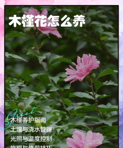 木槿花怎么养好皮肤,了解护肤功效,掌握正确用法 木槿花怎么养好皮肤,了解护肤功效,掌握正确用法