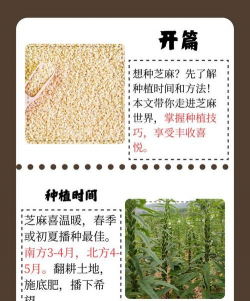 芝麻的栽培,选对品种,掌握关键技巧 芝麻的栽培,选对品种,掌握关键技巧