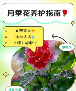 月季花怎么养好皮肤,常见疑问,解决方向 月季花怎么养好皮肤,常见疑问,解决方向