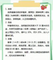 树莓的栽培,掌握关键步骤,收获满园果实 树莓的栽培,掌握关键步骤,收获满园果实