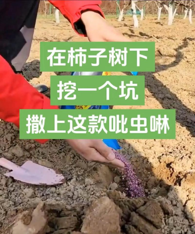 果树防治树虫,常见虫害识别,有效防治方法 果树防治树虫,常见虫害识别,有效防治方法
