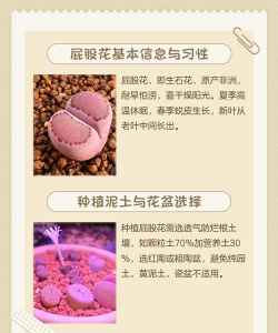 买的花怎么养多肉,新手入门指南,轻松养活不烂根 买的花怎么养多肉,新手入门指南,轻松养活不烂根