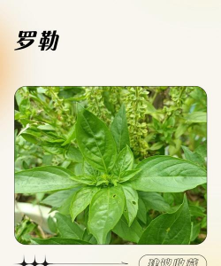 罗勒树病害防治,常见问题识别,有效应对方法 罗勒树病害防治,常见问题识别,有效应对方法