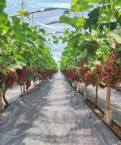 提子的栽培,掌握关键技巧,轻松收获甜蜜果实 提子的栽培,掌握关键技巧,轻松收获甜蜜果实