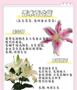 百合花怎么养肝护肝,了解正确用法,避免常见误区 百合花怎么养肝护肝,了解正确用法,避免常见误区