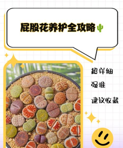 屁股花怎么养,掌握关键技巧,轻松养出好状态 屁股花怎么养,掌握关键技巧,轻松养出好状态