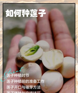 莲子栽培,掌握关键步骤,轻松收获满塘 莲子栽培,掌握关键步骤,轻松收获满塘