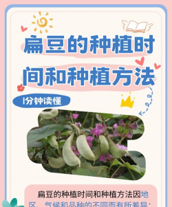 扁豆栽培,掌握关键技巧,轻松收获满满 扁豆栽培,掌握关键技巧,轻松收获满满