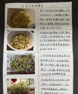 绿化设计日志怎么写,记录要点与实用技巧 绿化设计日志怎么写,记录要点与实用技巧