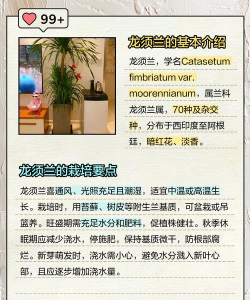 龙须栽培,选对方法,轻松上手 龙须栽培,选对方法,轻松上手